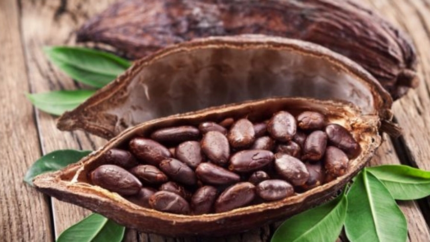 cacao